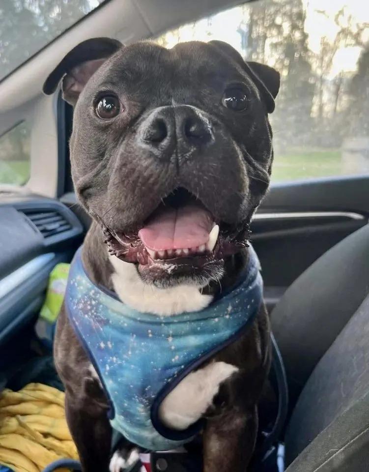 arlo in car