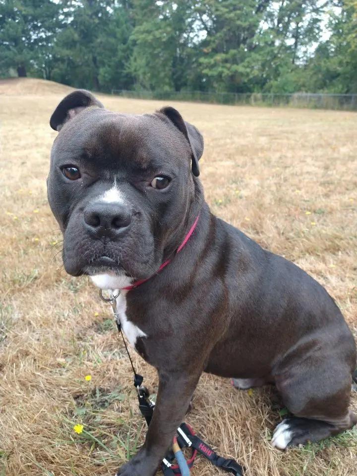 arlo sitting in the grass