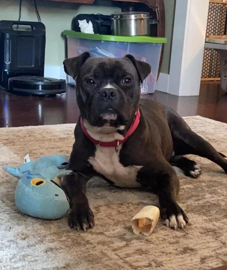 arlo with his toys