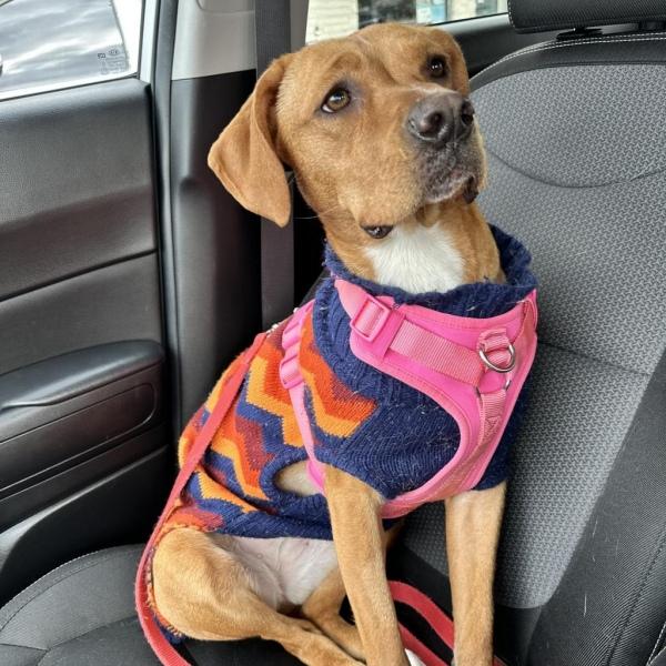 baton sitting in the car