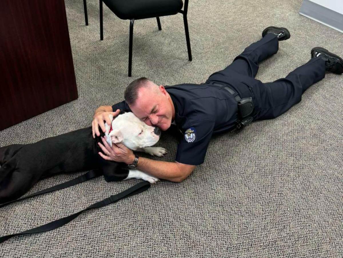 bolo cuddling on the floor with policeman