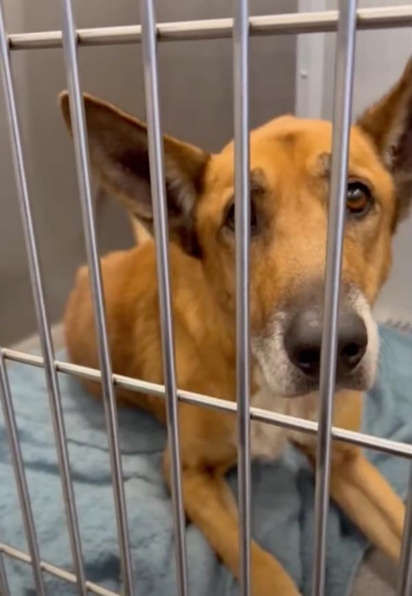 buddy in his kennel