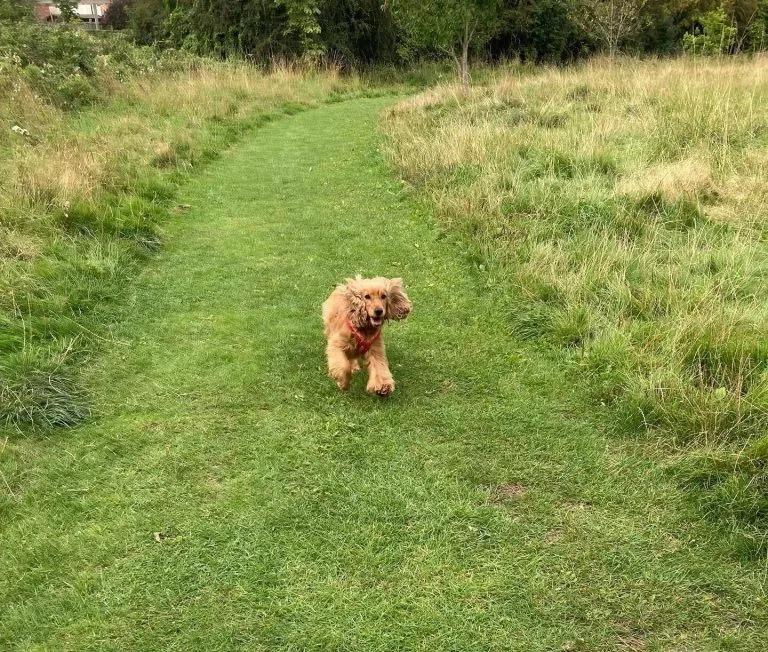 cocker running in the grass