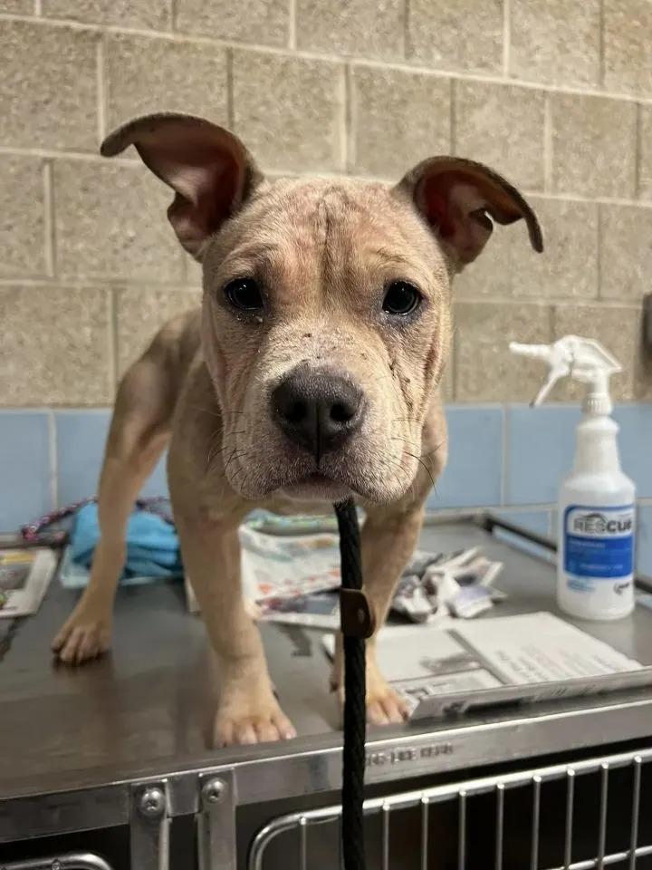 deaf dog at vet