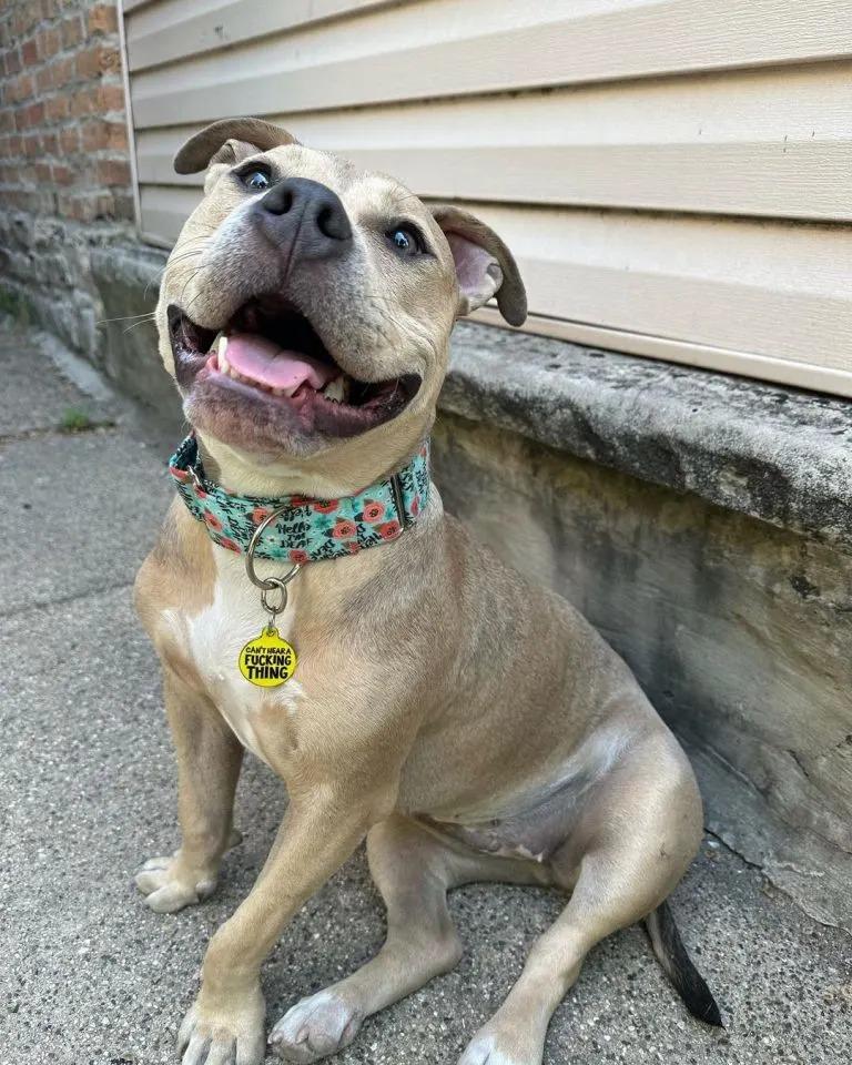 deaf dog with necklace