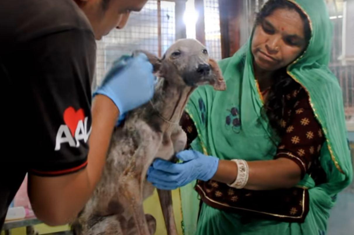 dog getting healed