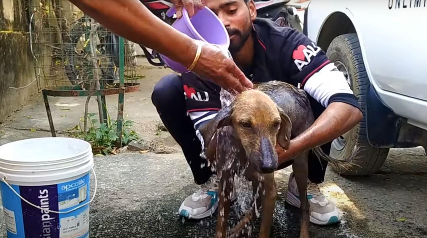 dog getting washed