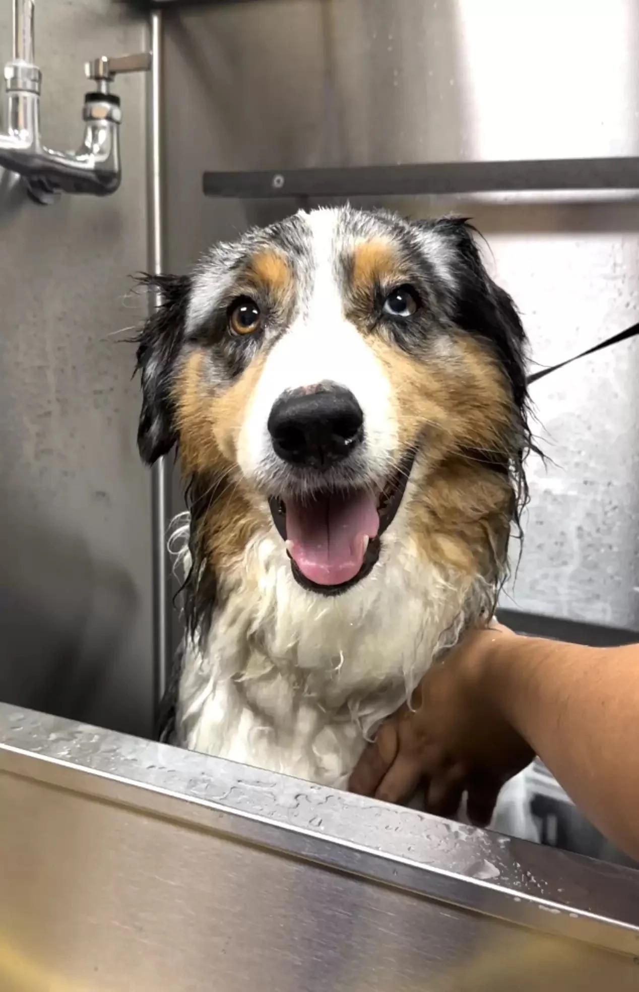 dog in a bath