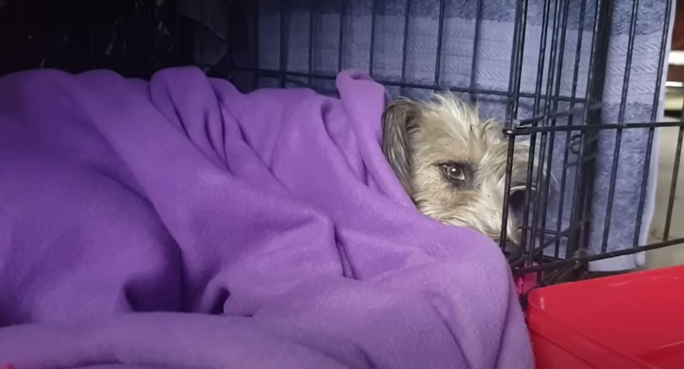 dog in blanket in cage