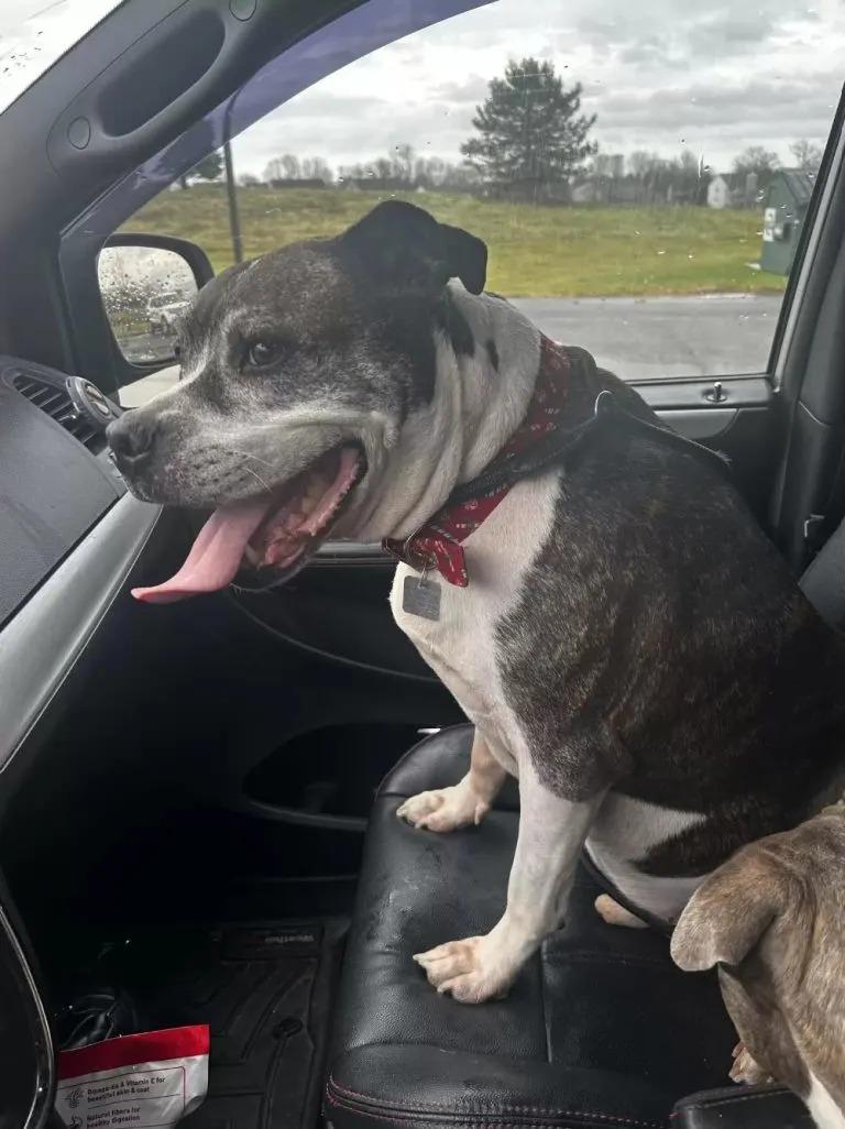 dog in car