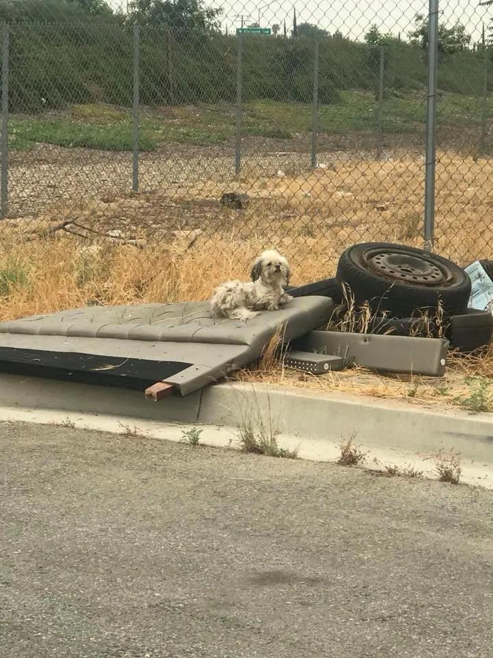 dog in rubbish