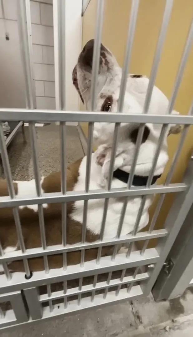 dog in shelter cage