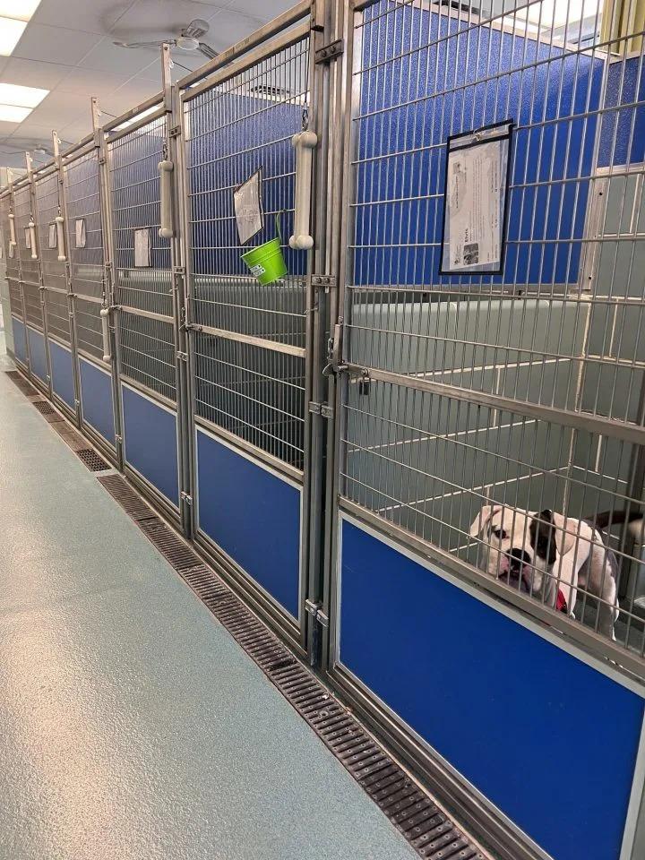 dog in shelter