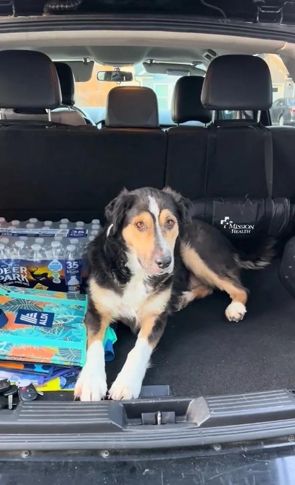 dog in the trunk