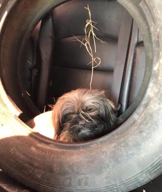 dog in tire