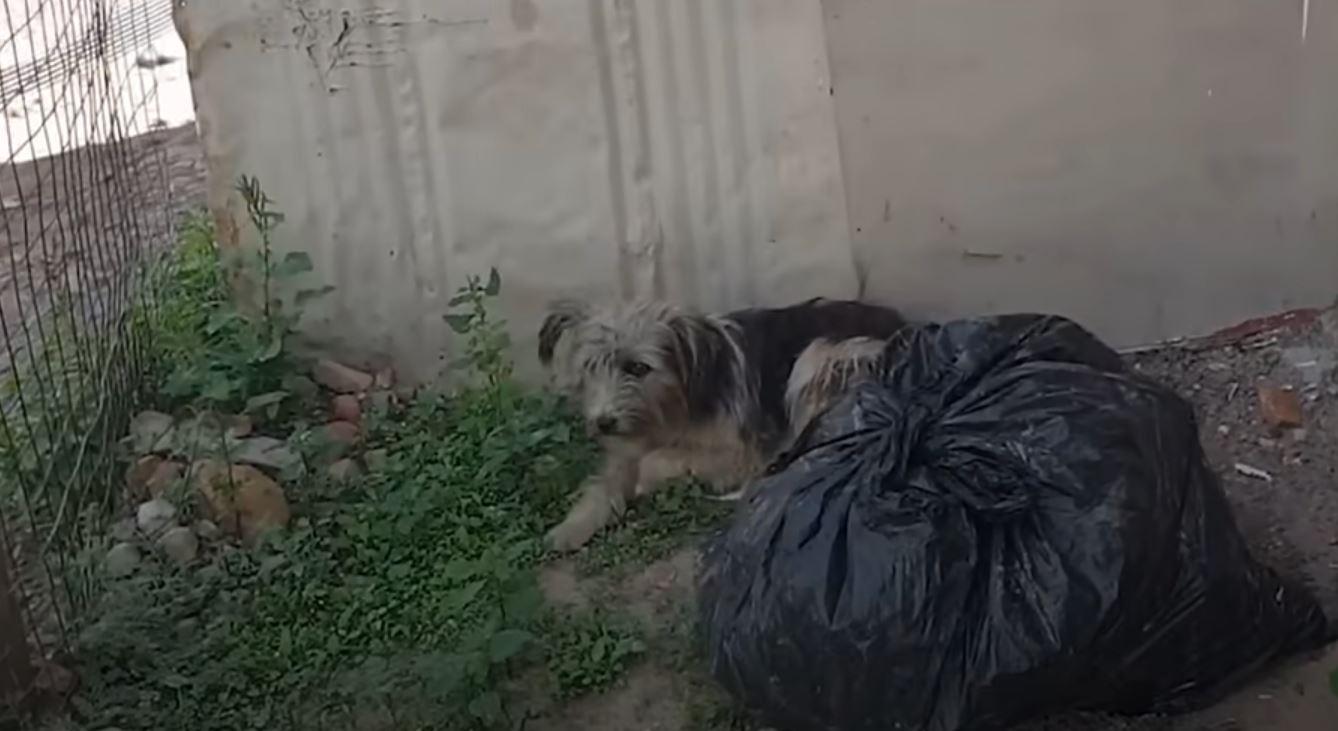 dog laying near trash