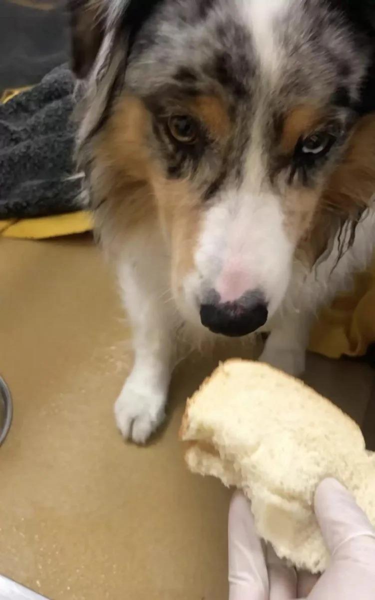 dog looking at sandwich