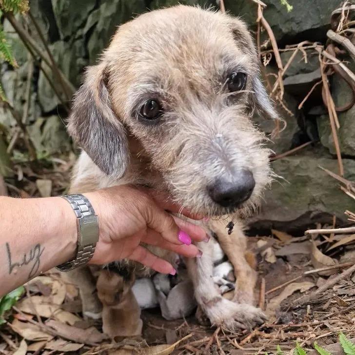 dog mom with her puppies