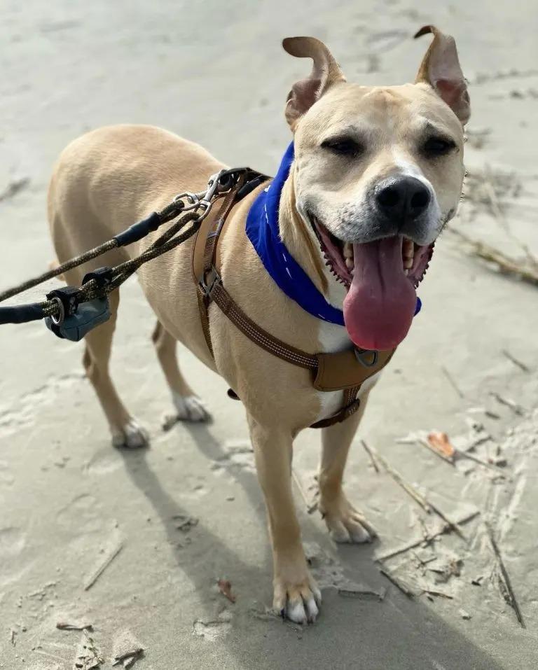 dog on leash standing