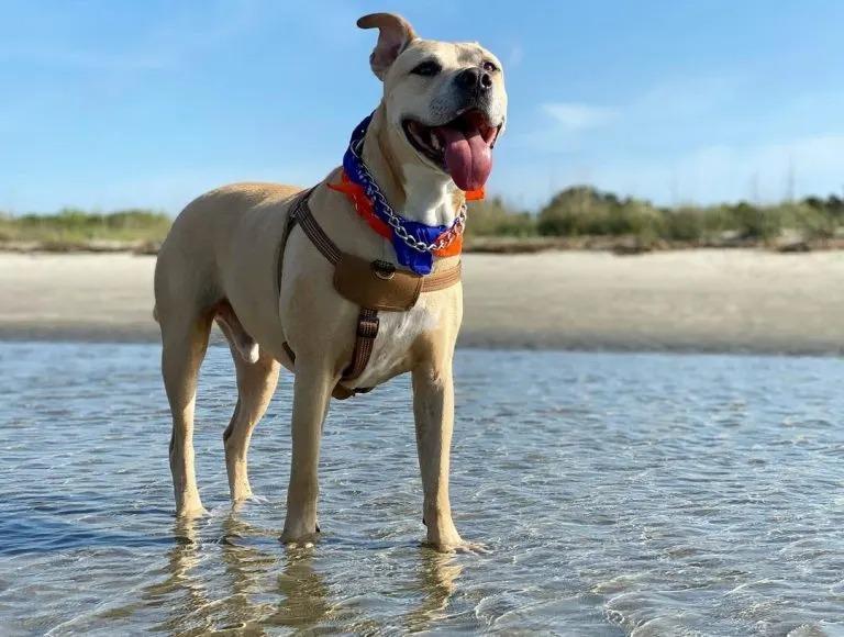 dog on the beach