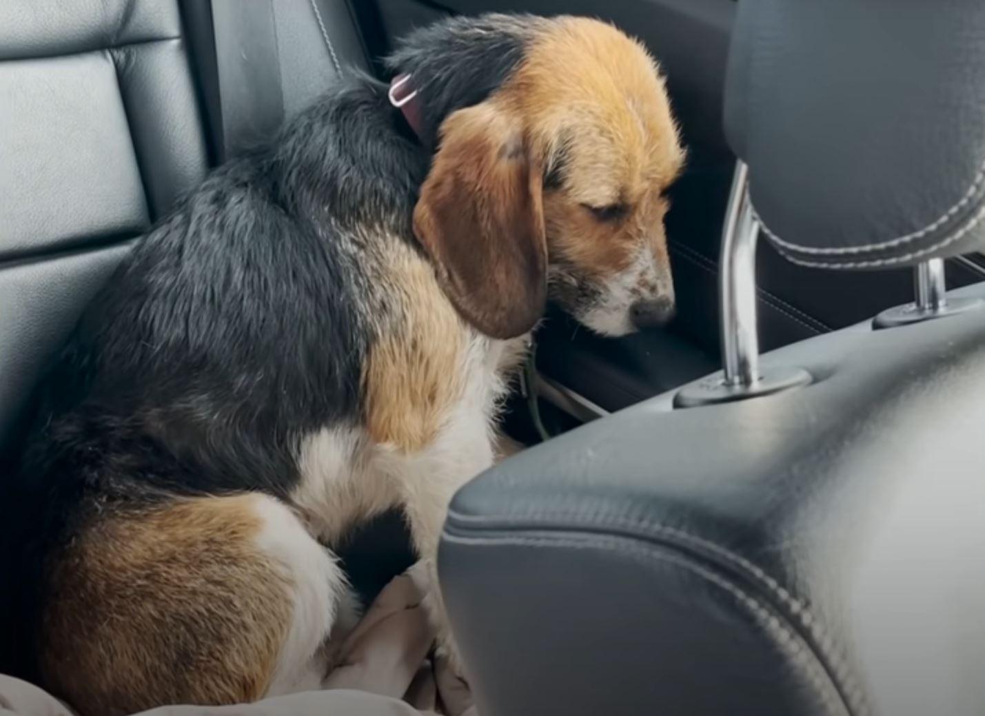 dog sad in car