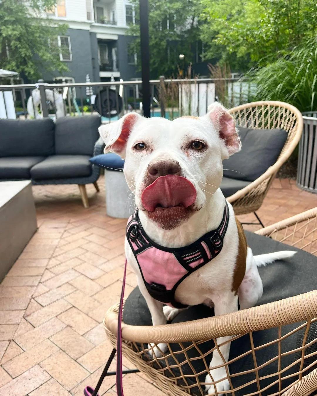 dog sitting on chair