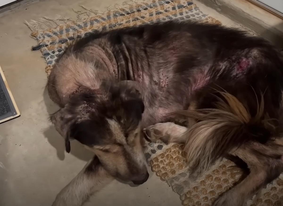 dog sleeping in the garage