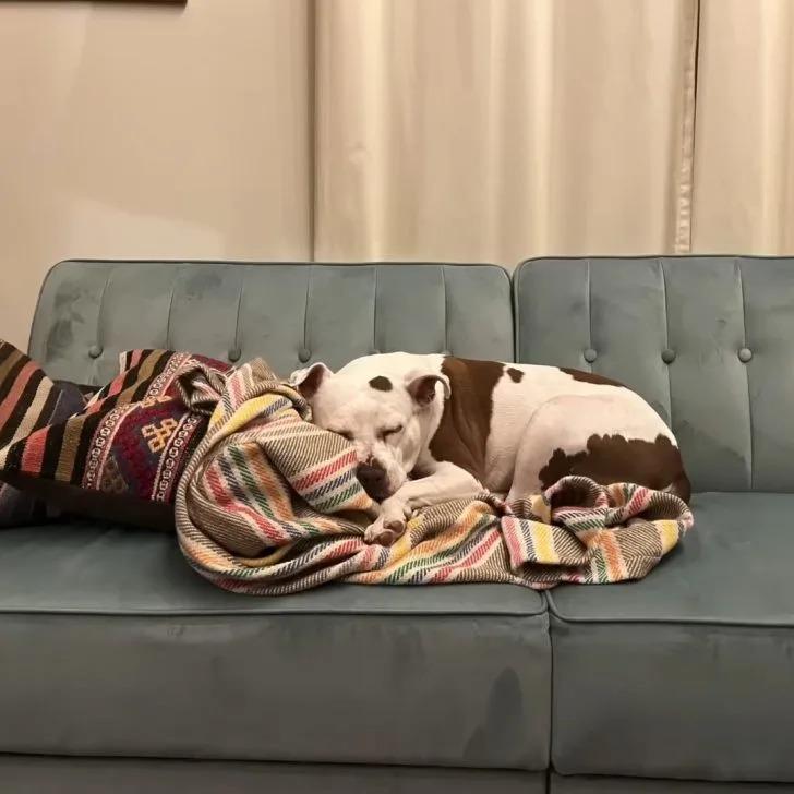 dog sleeping on couch