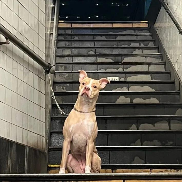 dog tied to a subway station pole