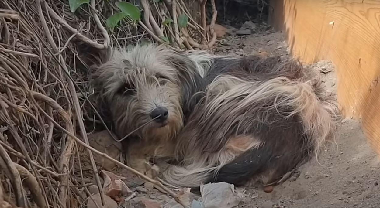 dog wont leave doorstep