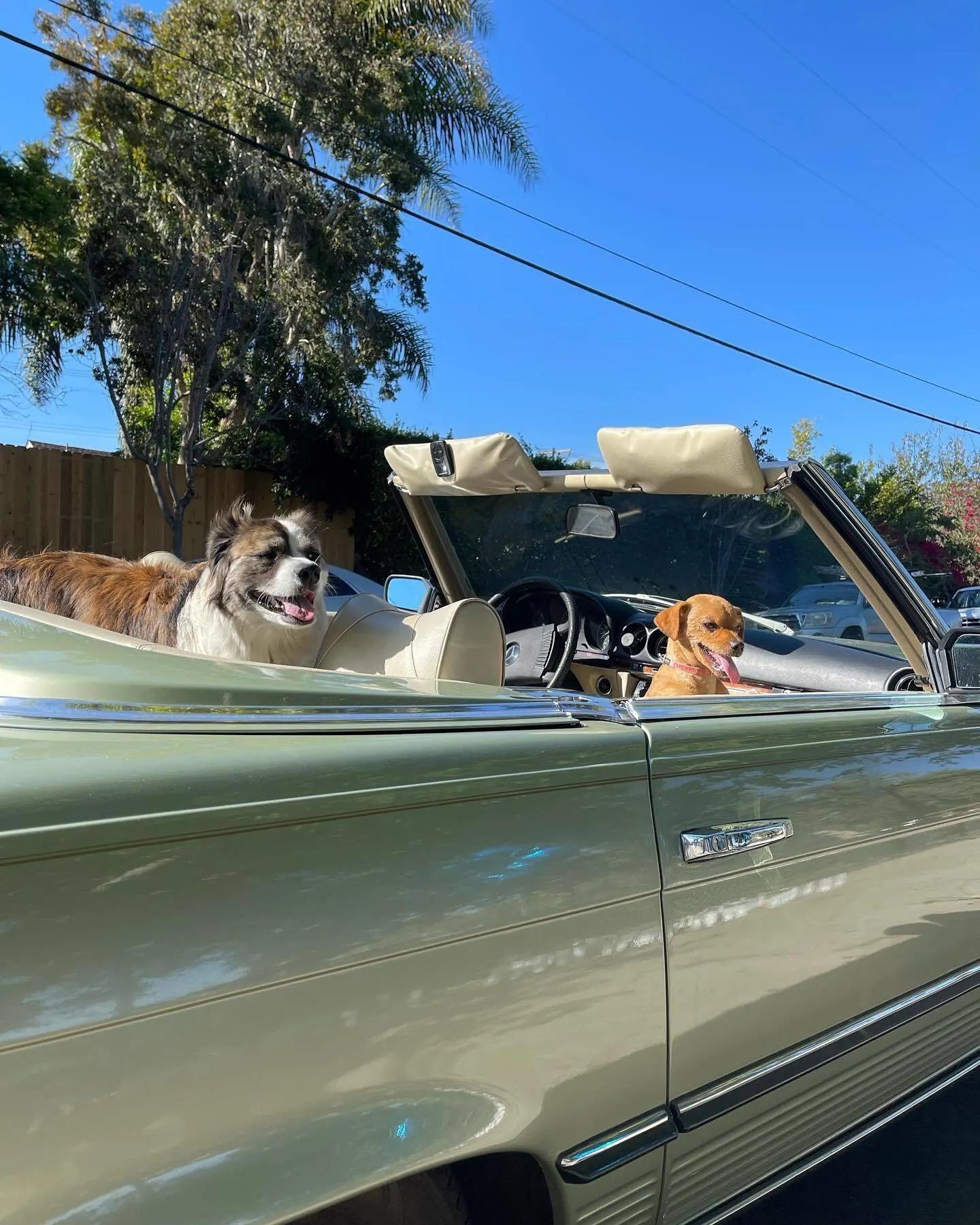 dogs in cabriolet