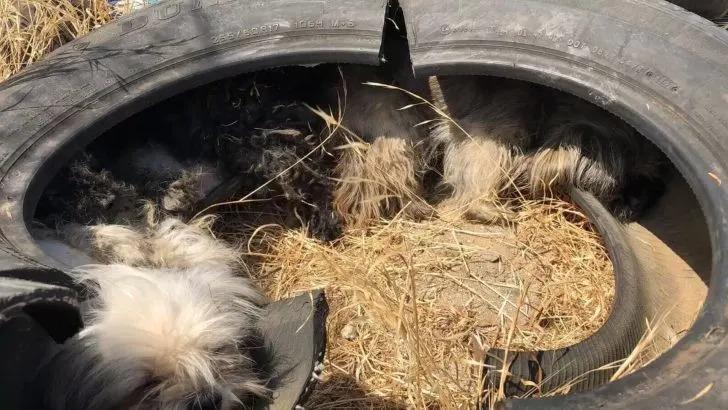 dogs in tire