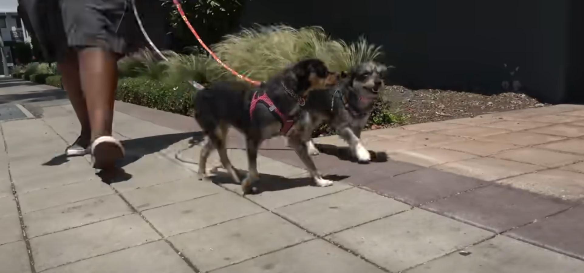 dogs on a walk