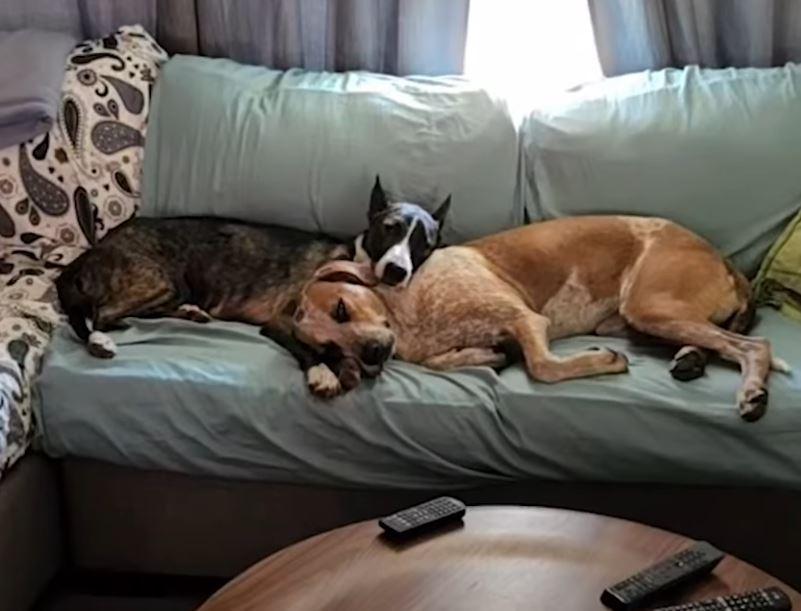 dogs on couch