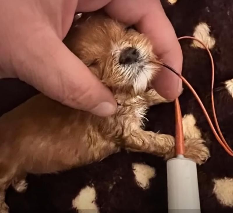 feeding sweetpea with a syringe