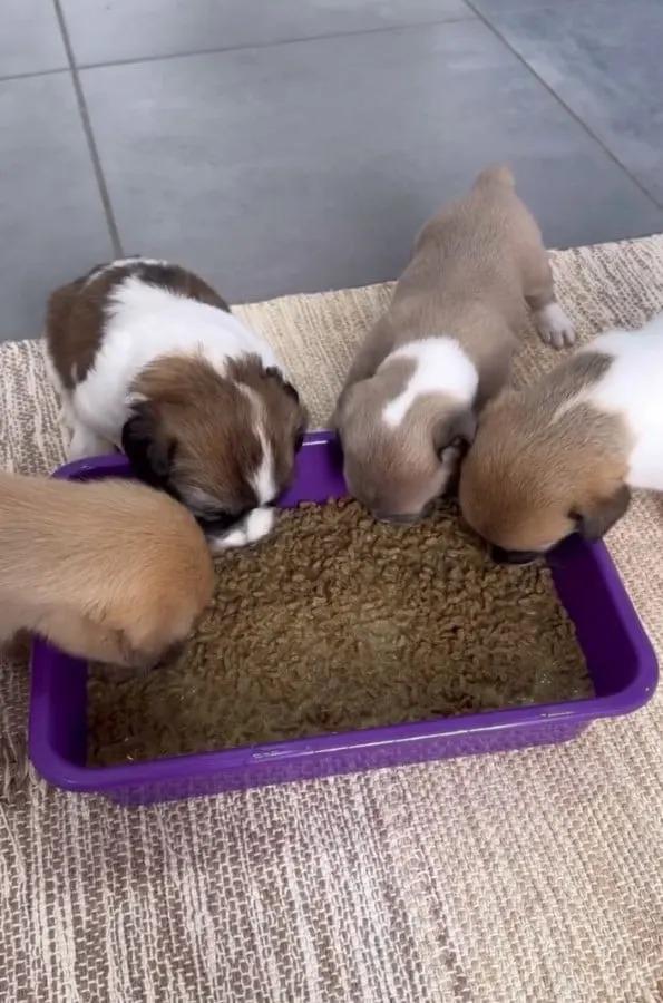 four puppies eating