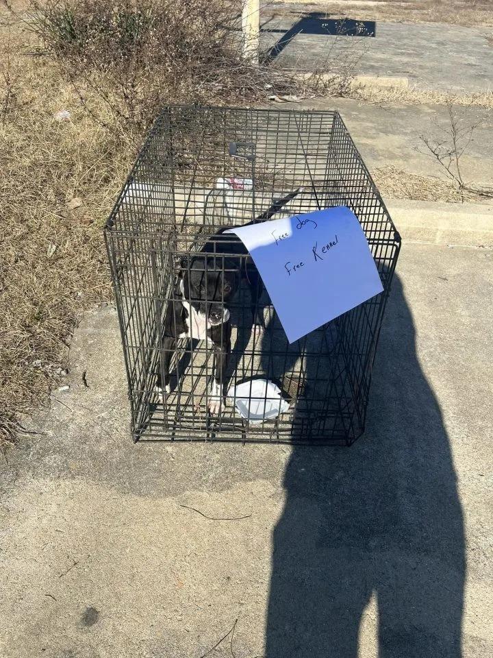 free dog in free kennel