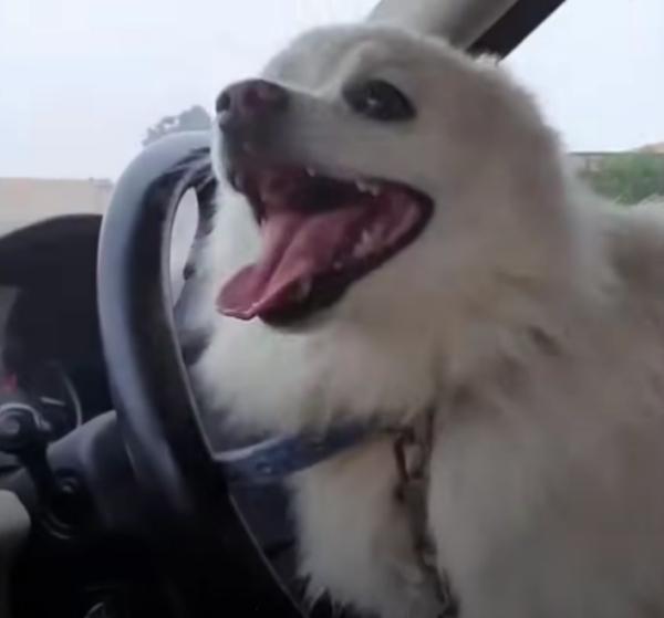 happy lucy in the car