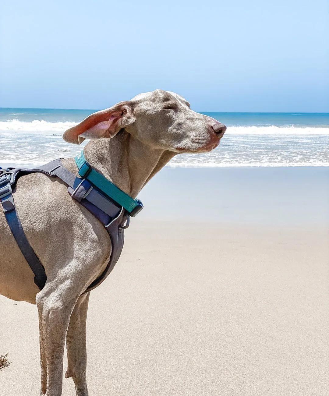 harlow at the beach