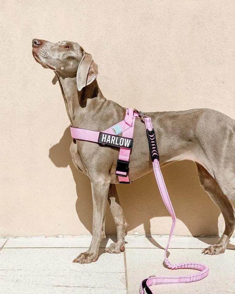 harlow outside on a leash