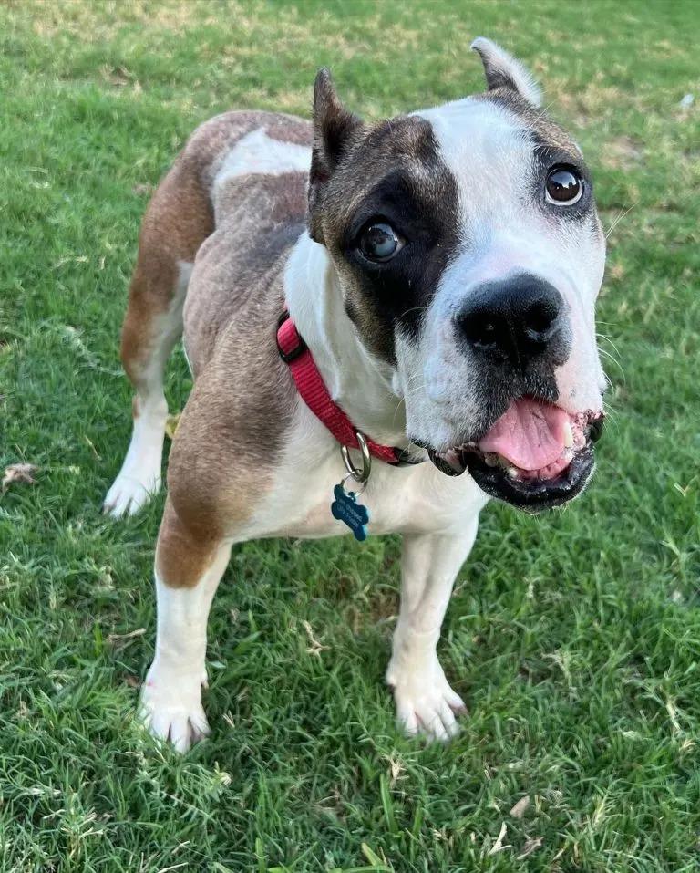 holly on the lawn