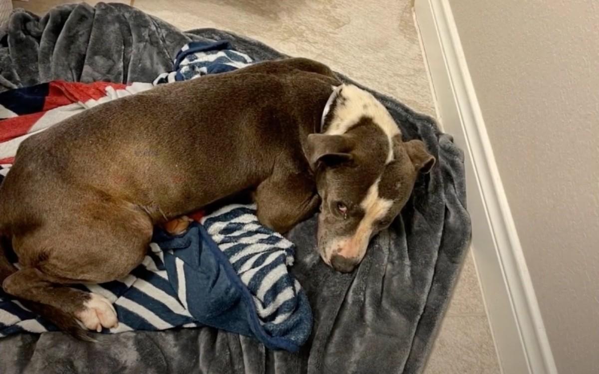 lacy in her bed