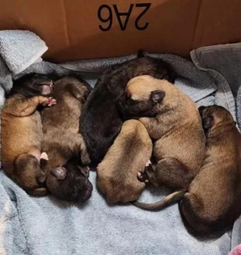 litter of puppies