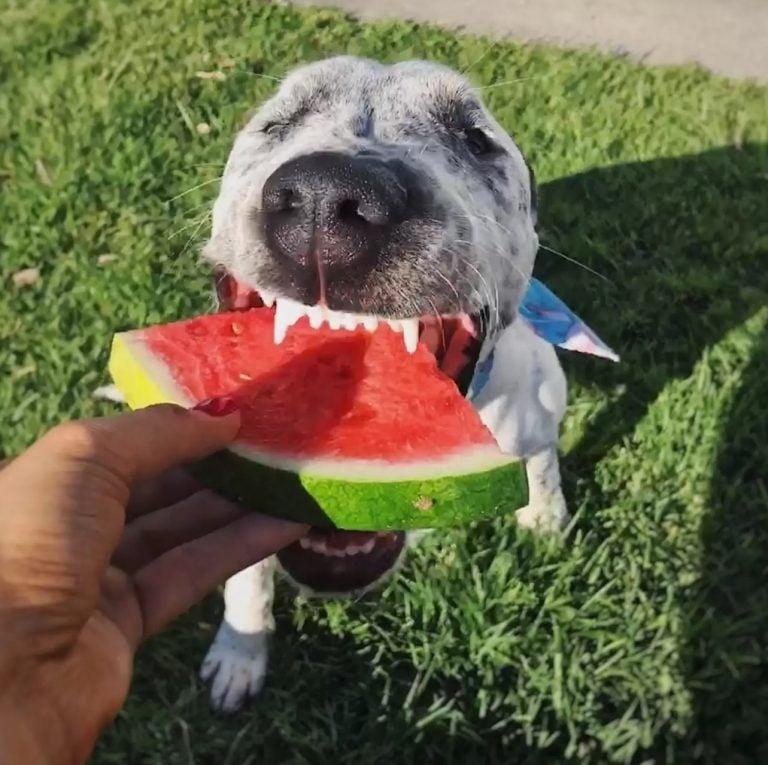 lola eating watermelon