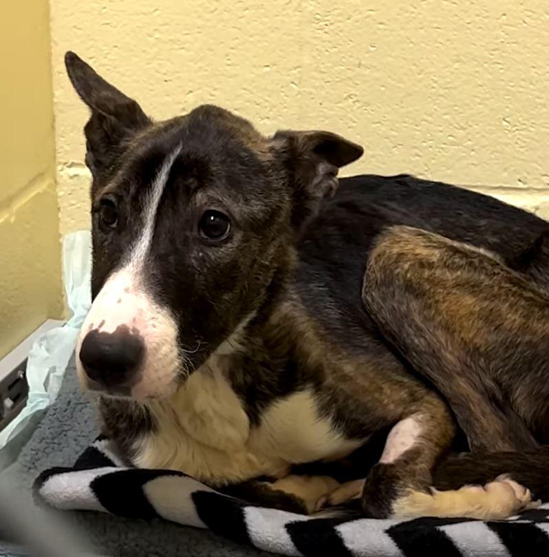 malnourished dog in cage