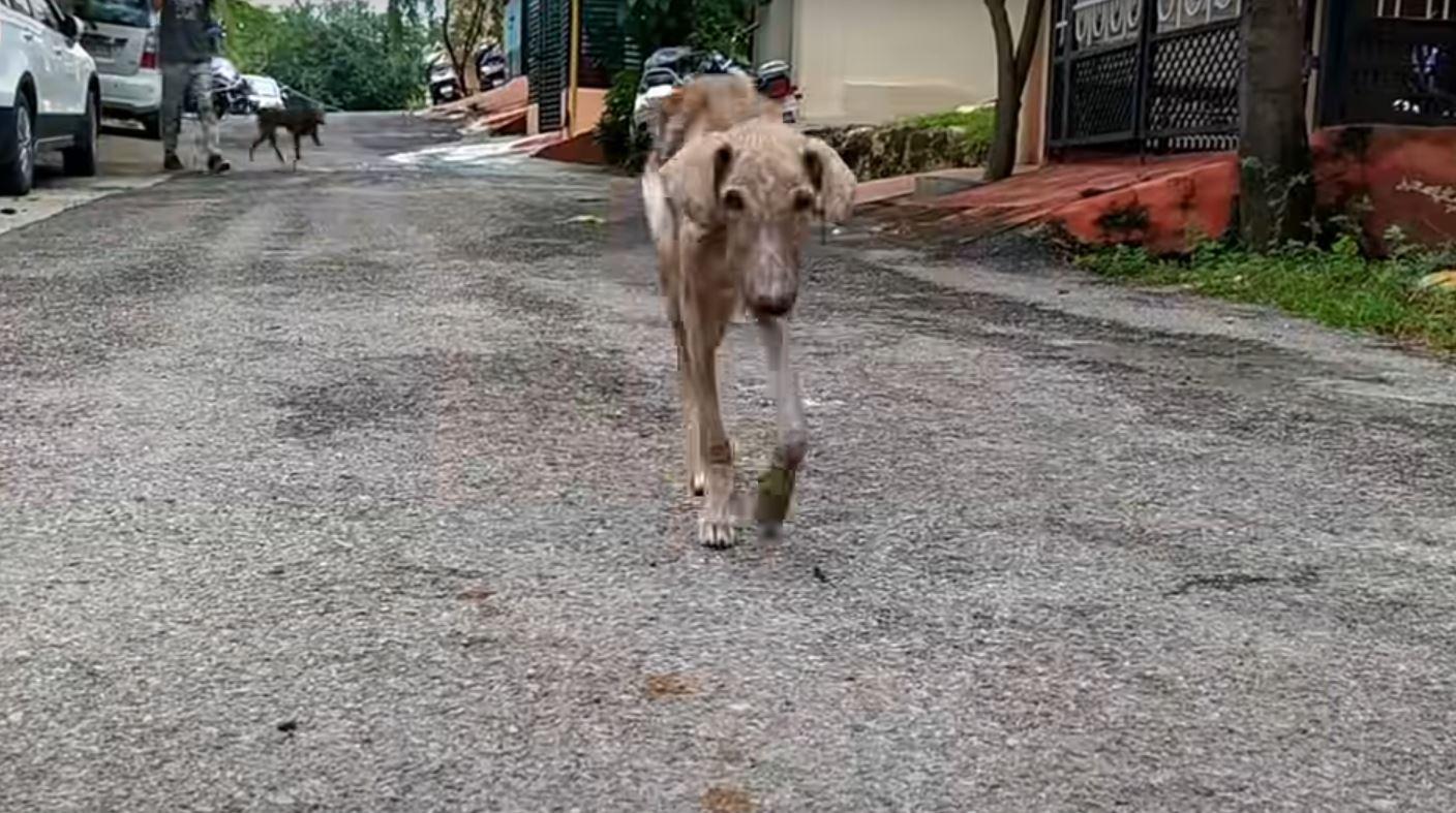 malnourished dog