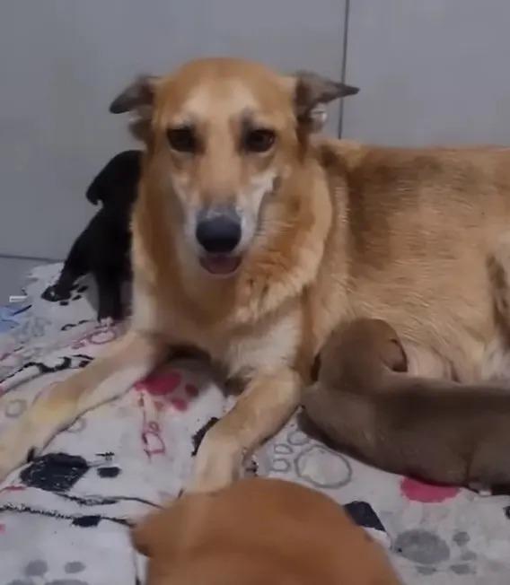 mama dog and her rescued babies