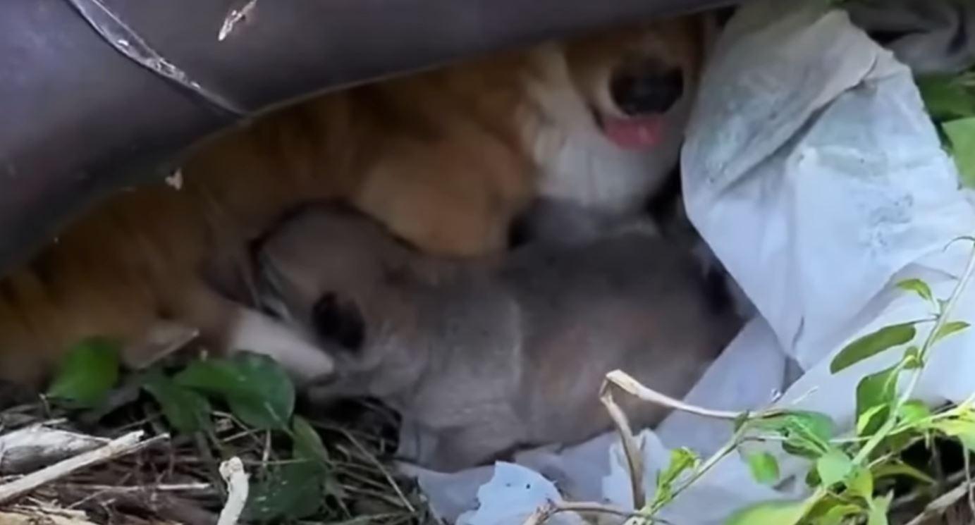 mama dog and puppy hidden