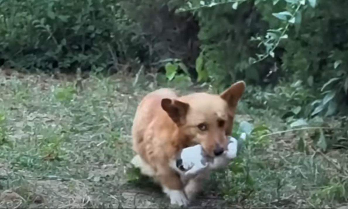 mama dog holding baby