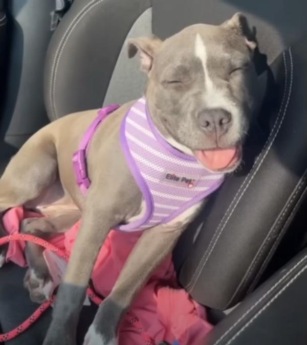 meira sleeping in the car back seat